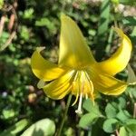 Erythronium tuolumnense Blomst