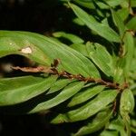 Ludwigia alternifolia Folio