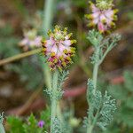 Platycapnos spicata Flor