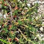 Margyricarpus pinnatus Elinympäristö