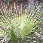 Trithrinax brasiliensis Leaf