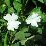 Thunbergia laevis ᱵᱟᱦᱟ