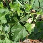 Malva thuringiaca Leaf