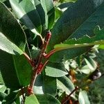 Photinia glabra Drugo