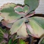 Kalanchoe laxifloraЛист