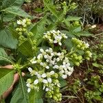 Verbesina virginica Flor