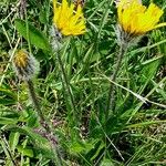 Hieracium villosum Habit
