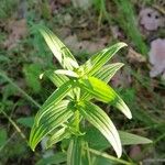 Galium rubioides Листок