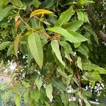 Corymbia ficifolia Blatt