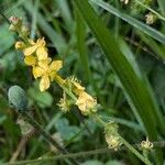 Agrimonia eupatoriaŽiedas