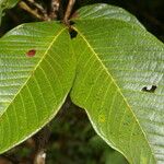 Inga spectabilis Leaf