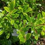 Salix bicolor 叶