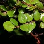 Sphyrospermum buxifolium Meyve