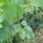 Rosa squarrosa Hoja