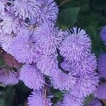 Ageratum houstonianum Flower