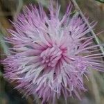 Mantisalca salmantica Fleur