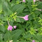 Mirabilis jalapaFlower