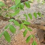 Zanthoxylum chalybeum ഇല