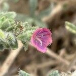Echium angustifolium Кветка