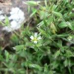 Cerastium diffusum Fula