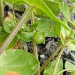 Lysimachia arvensis Fruit