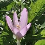 Colchicum alpinum Floare