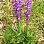 Orchis mascula Habit