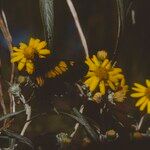 Senecio cinerarioides