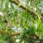 Ceratonia siliqua Fruit