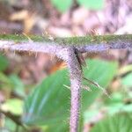 Rubus nigricans چھال