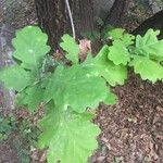 Quercus robur Leaf