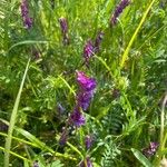 Vicia eriocarpa Blodyn