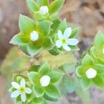 Androsace maxima Flower