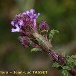 Verbena supina Flower