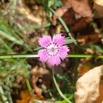 Dianthus seguieriKvět