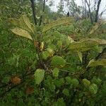 Bauhinia lunarioides موطن