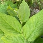 Celtis tenuifolia Liść