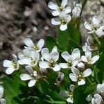 Cardamine bellidifolia Kvet