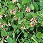 Symphoricarpos rotundifolius Flor