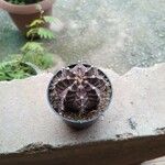 Gymnocalycium stenopleurum List