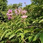 Lagerstroemia speciosaFlower