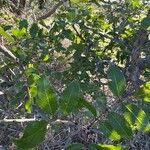 Zanthoxylum clava-herculis Hoja