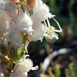 Linaria nivea Flor