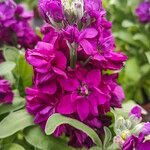 Matthiola incana പുഷ്പം