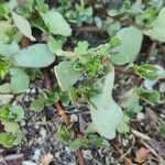 Portulaca oleraceaBlad