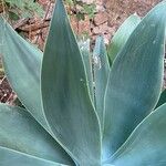 Agave attenuata Blatt