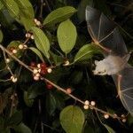 Ficus colubrinae 其他