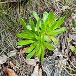 Aeonium simsii Blatt