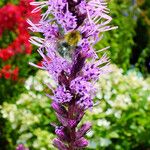 Liatris pycnostachya Flower