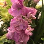 Matthiola incana Blomst